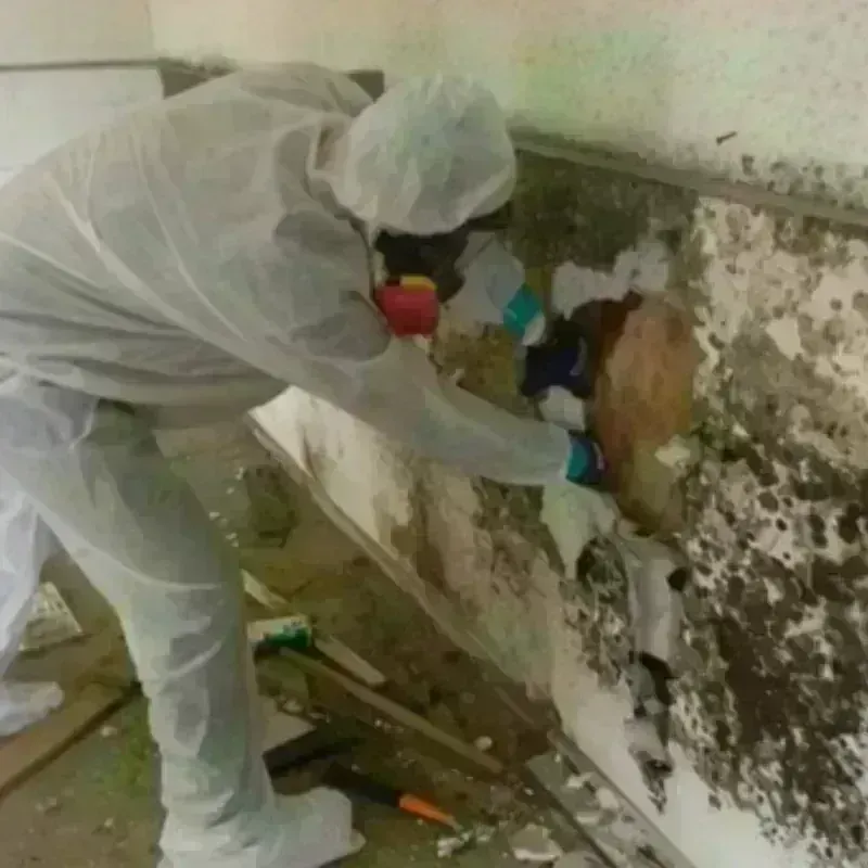 Mold Remediation and Removal in Suncoast Estates, FL